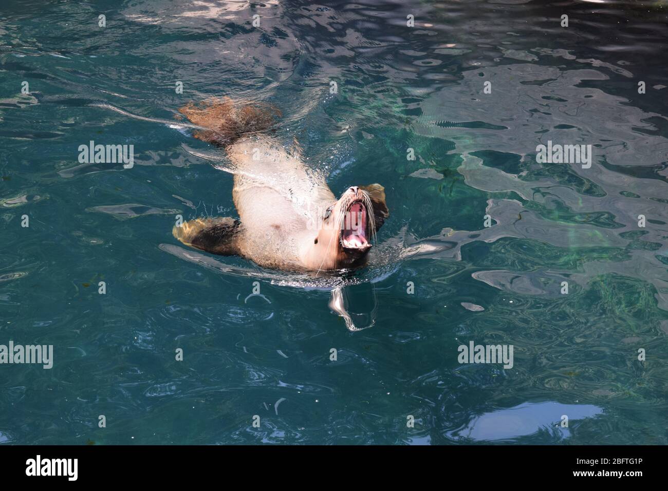 Sea Lion swimming in water with mouth open Stock Photo