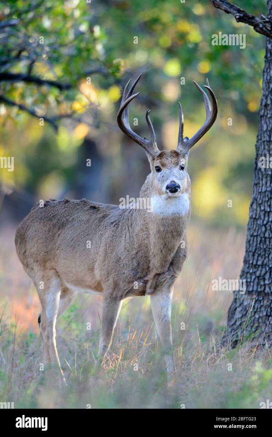 White-tailed Buck (Odocoileus virginianus) in an oak forest, Southern Great Plains, USA Stock Photo