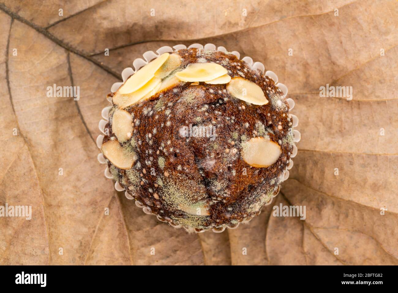 Top view of moldy chocolate muffin on dry leaf. Stock Photo