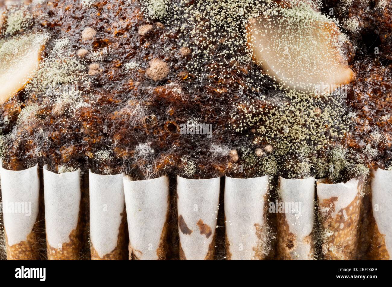 Closeup picture of mold growing on the surface of spoiled chocolate muffin. Stock Photo