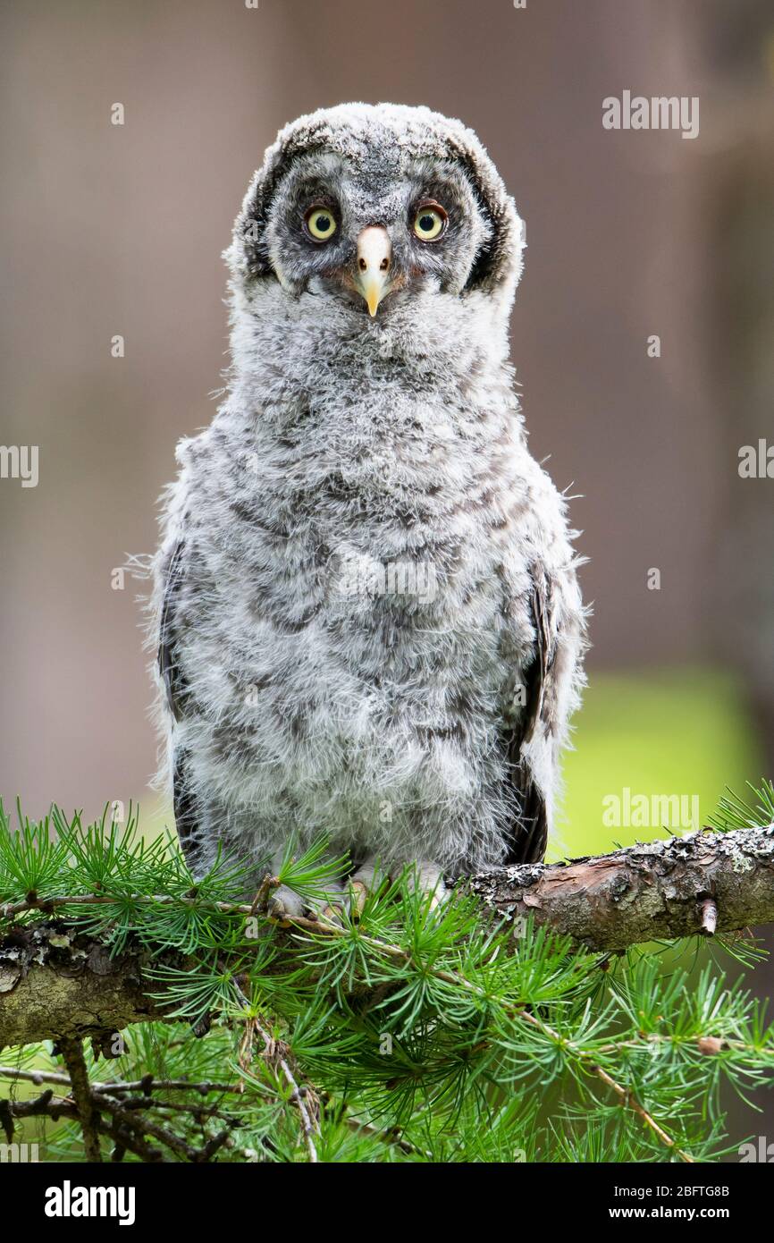 Great Gray Owlet (Strix nebulosa), Montana Stock Photo
