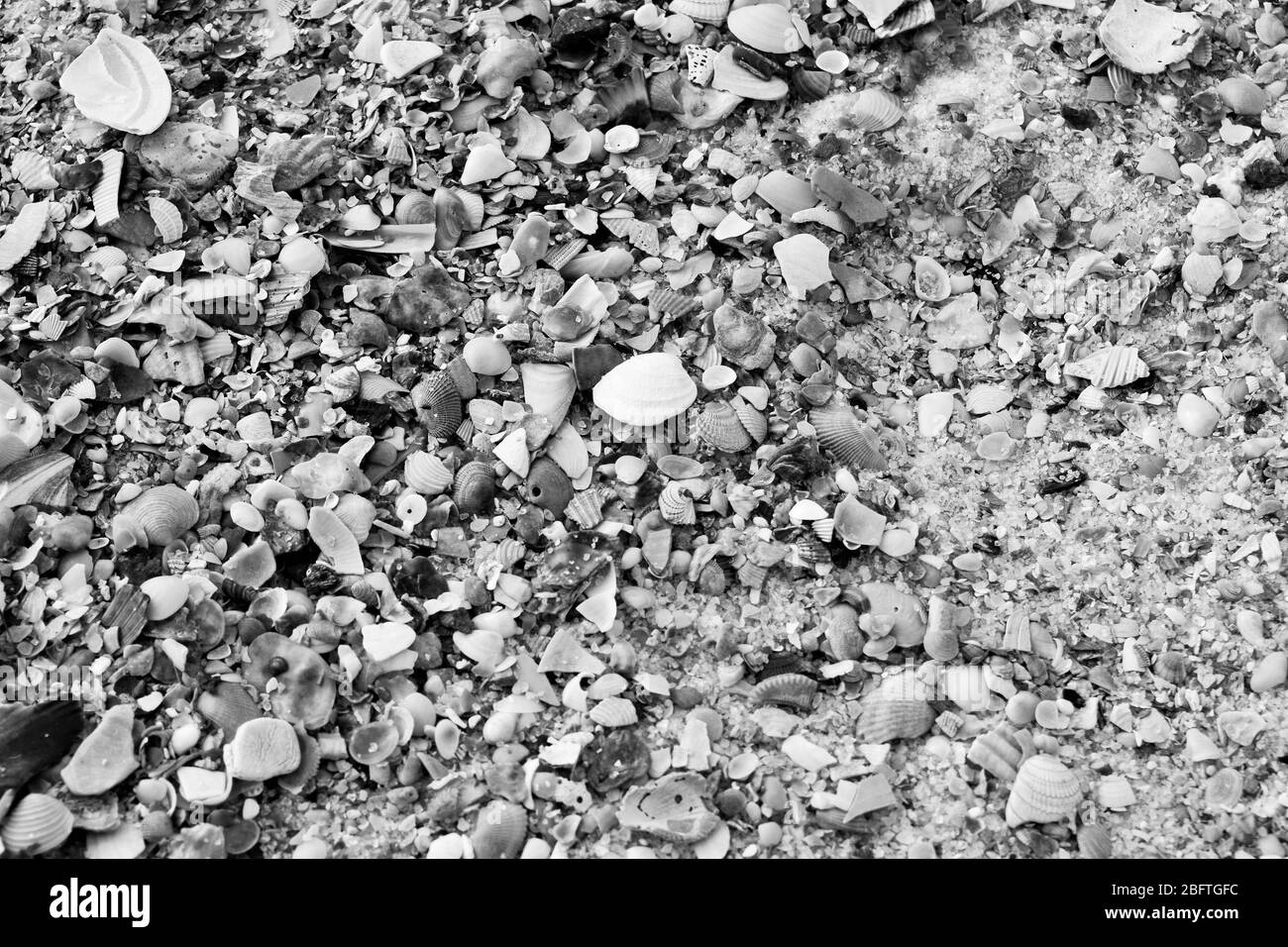 Seashells covering sand in black and white Stock Photo