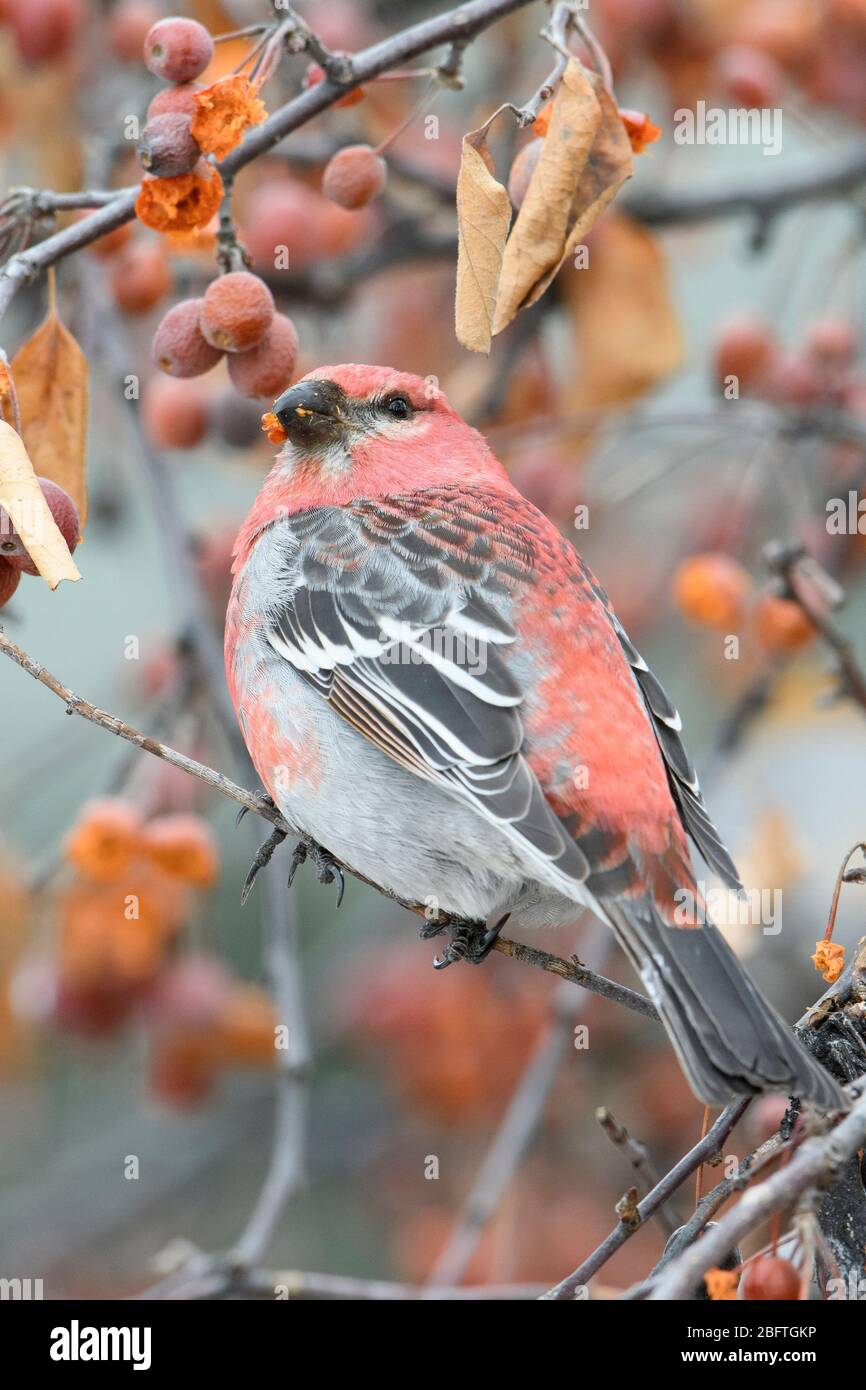 Male Pine Grosbeak (Pinicola enucleator), Missoula, Montana Stock Photo