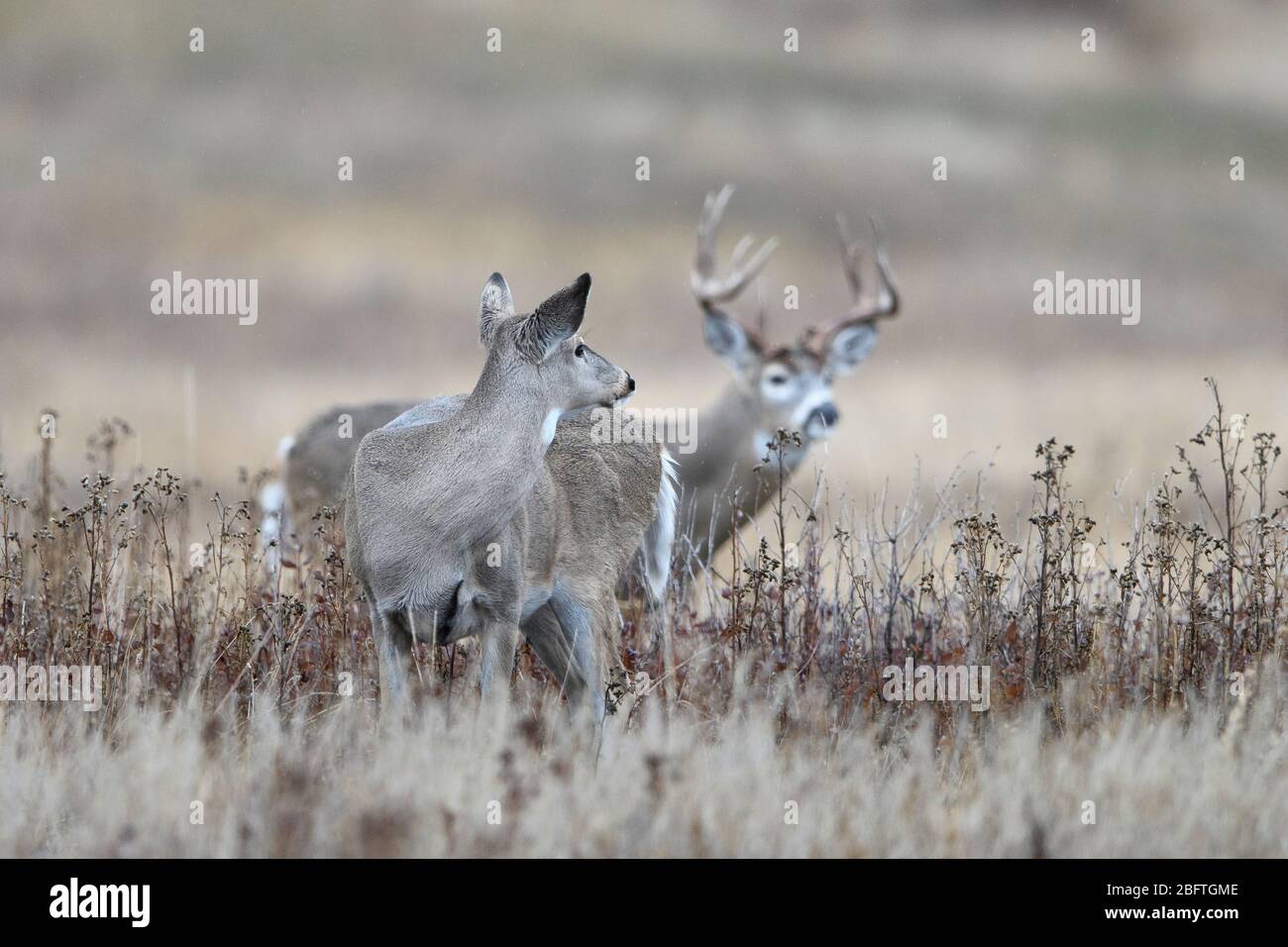 White-tailed Deer Doe (Odocoileus virginianus) shadowed by a buck during the Fall rut, Western US Stock Photo