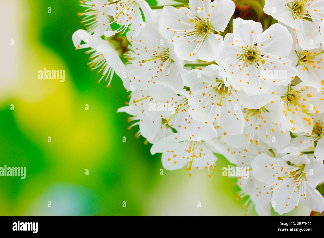 beautiful cherry blossom on green background Stock Photo - Alamy