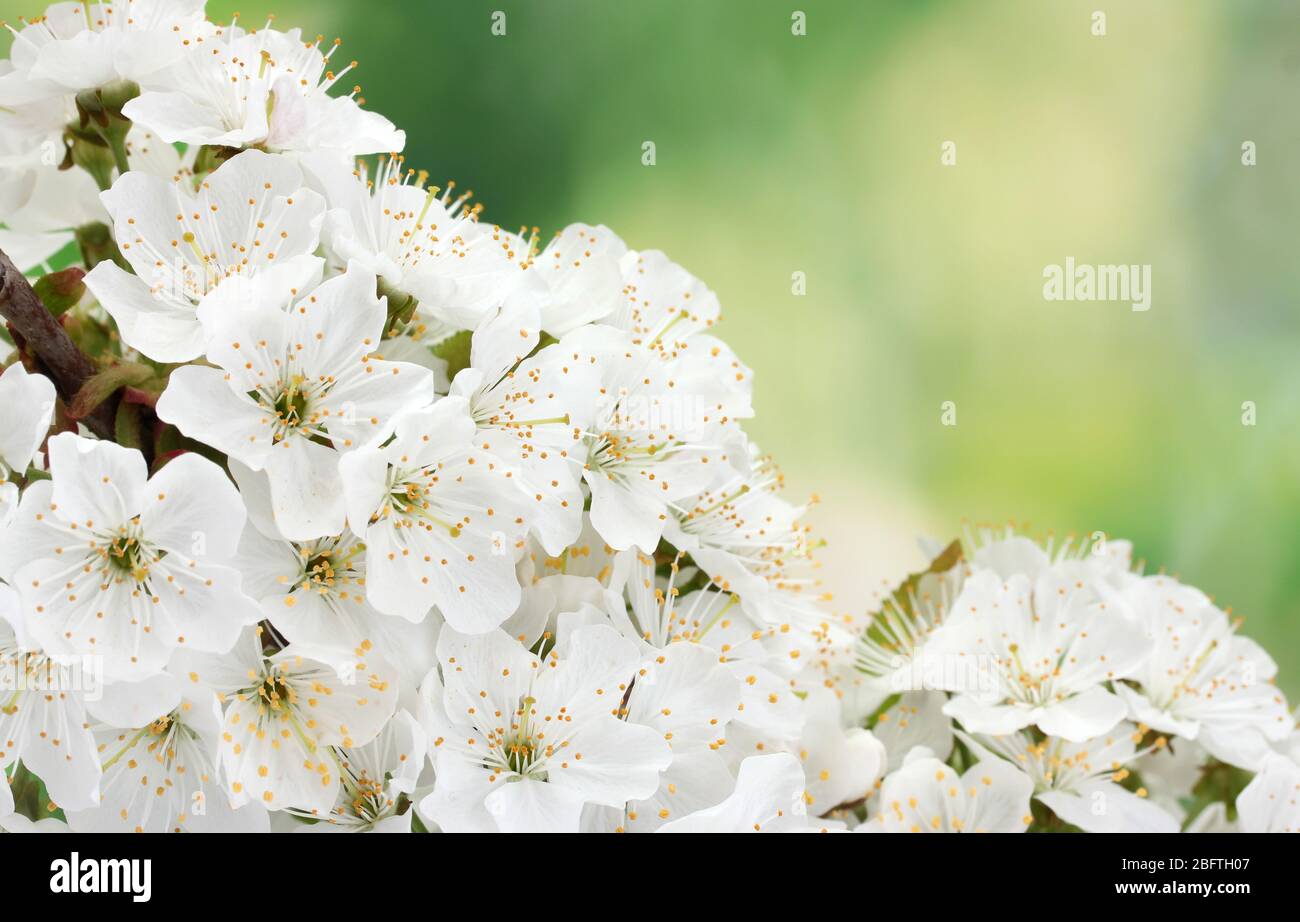 beautiful cherry blossom on green background Stock Photo - Alamy