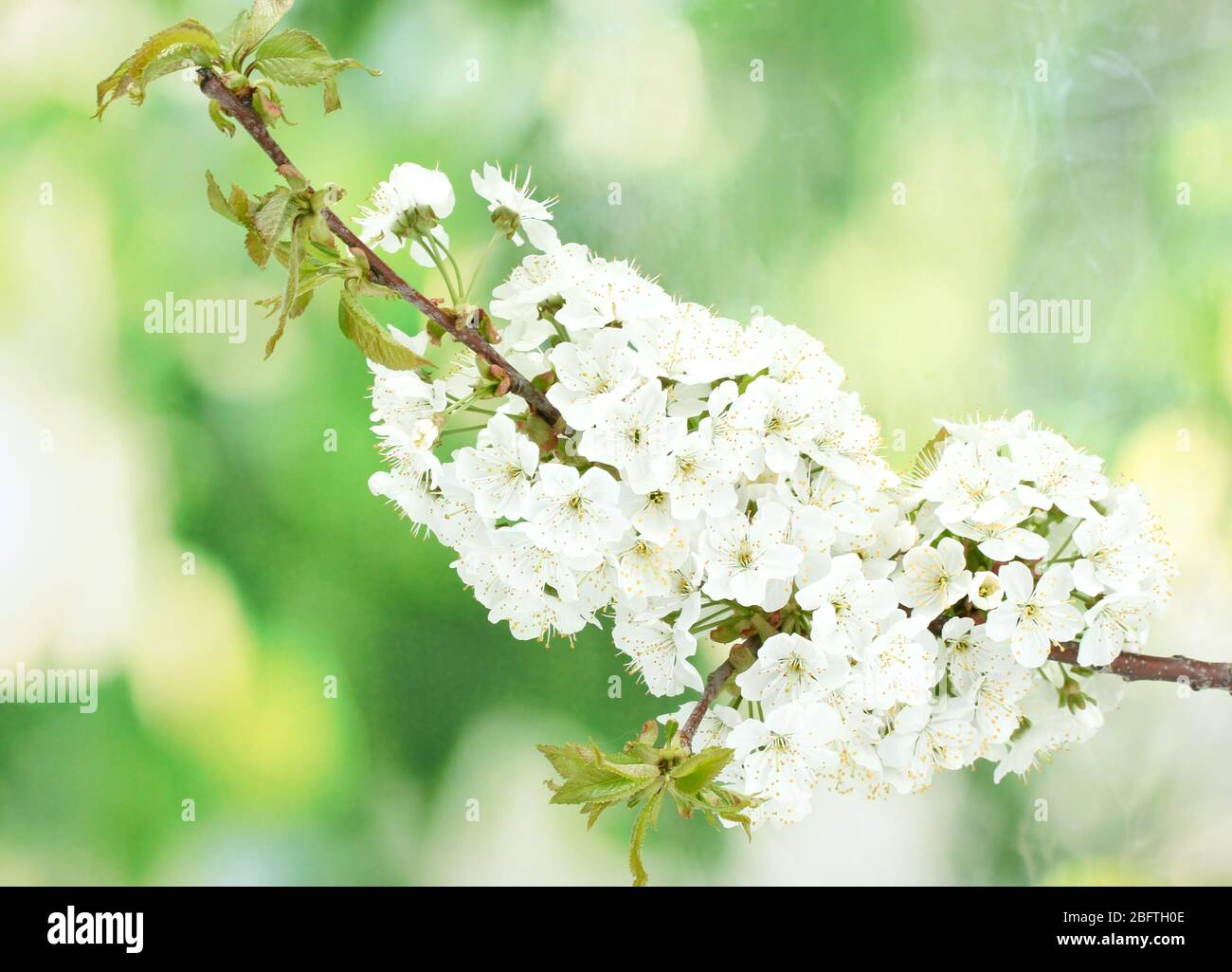 beautiful cherry blossom on green background Stock Photo - Alamy