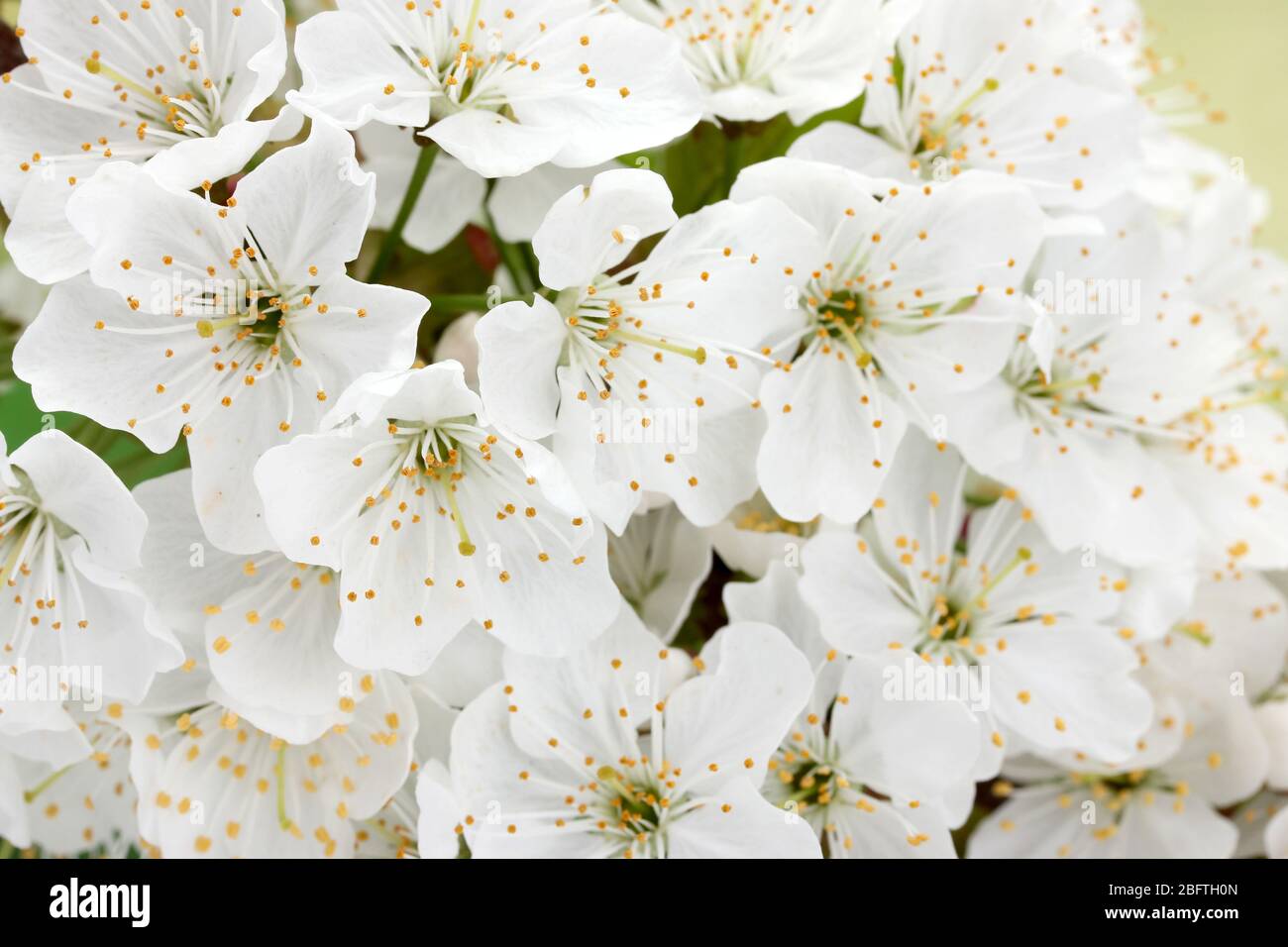 beautiful cherry blossom on green background Stock Photo - Alamy