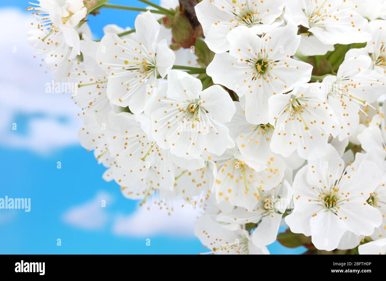 beautiful cherry blossom on blue sky background Stock Photo - Alamy