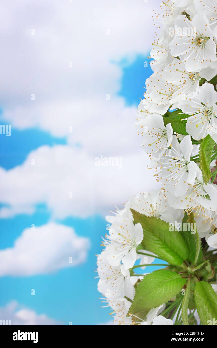 beautiful cherry blossom on blue sky background Stock Photo - Alamy