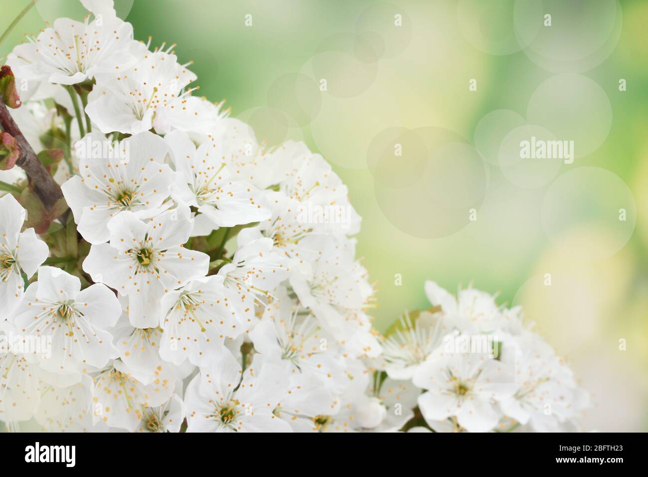 beautiful cherry blossom on green background Stock Photo - Alamy