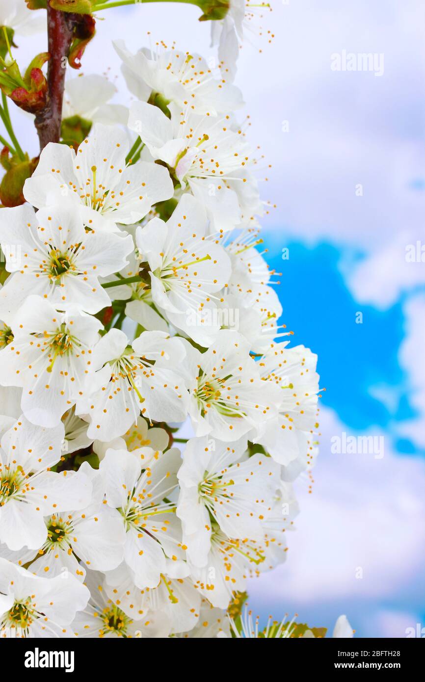 beautiful cherry blossom on blue sky background Stock Photo - Alamy