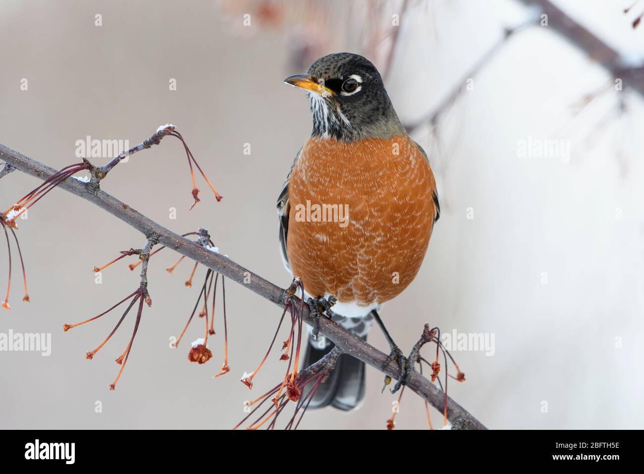 American Robin (Turdus migratorius) in Winter, Missoula, Montana Stock Photo