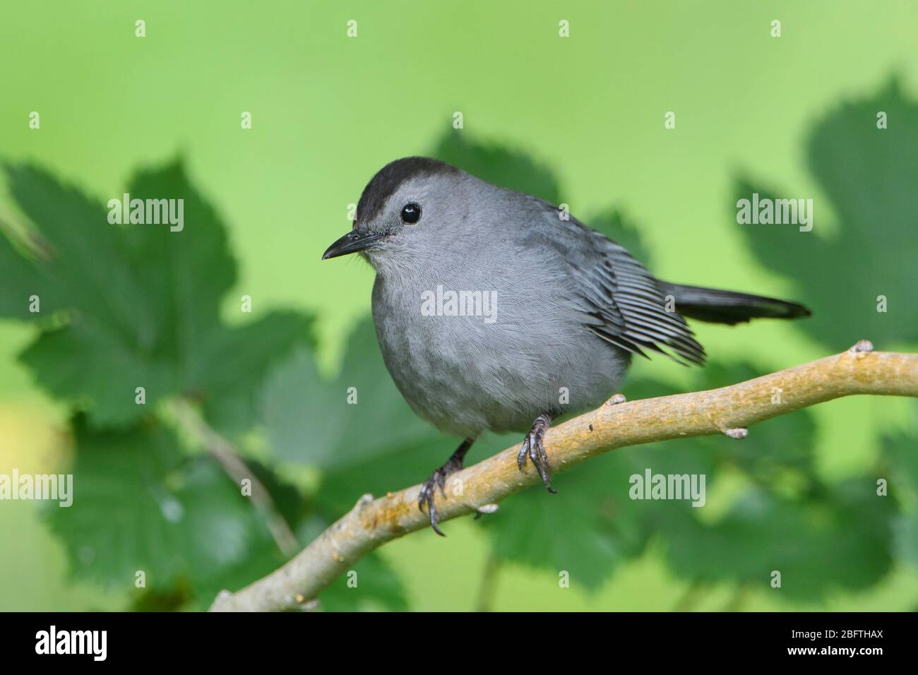 Gray Catbird (Dumetella carolinensis), Texas Gulf Coast Stock Photo