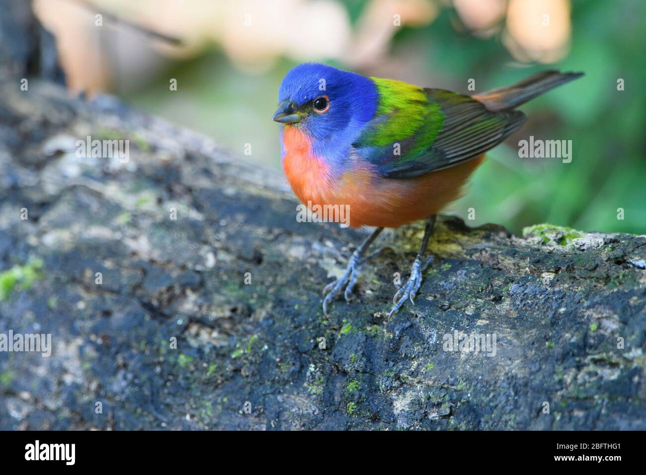 Painted Bunting (Passerina ciris), Texas Gulf Coast Stock Photo