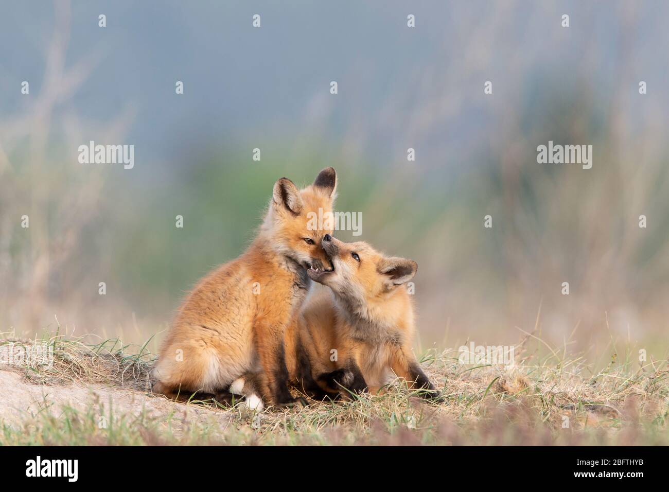 Red Fox (Vulpes vulpes) kits at play, Montana, USA Stock Photo