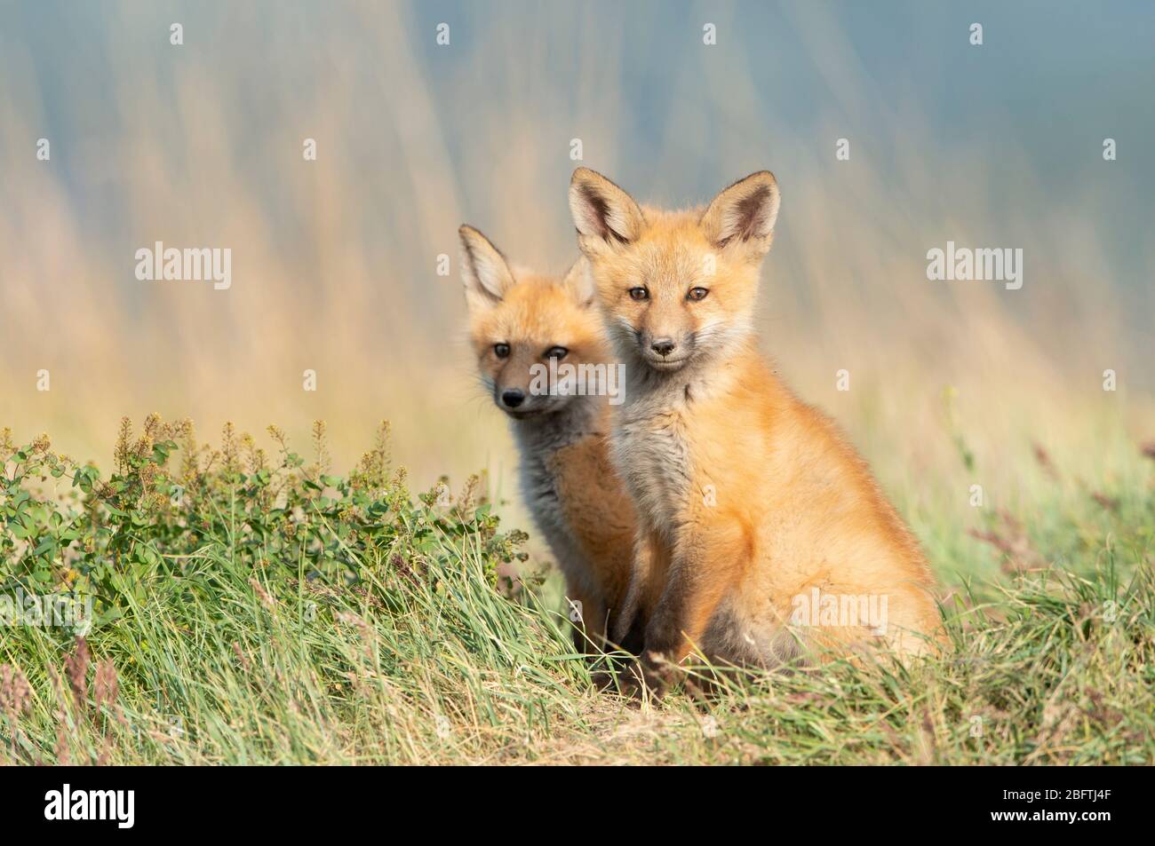 Posing Red Fox (Vulpes vulpes) kits, Montana, USA Stock Photo