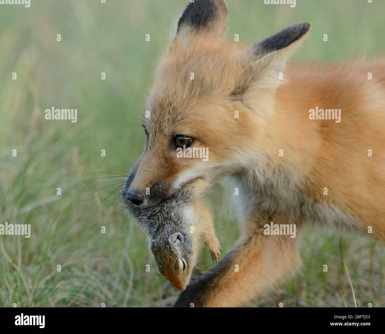 Red Fox (Vulpes vulpes) kit carrying a ground squirrel, Montana, USA Stock Photo