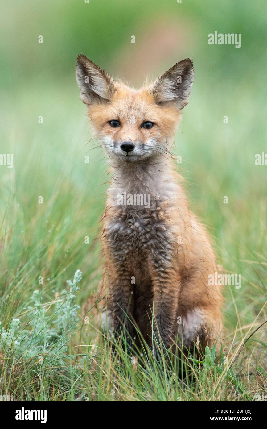 A wet Red Fox (Vulpes vulpes) kit, Montana, USA Stock Photo