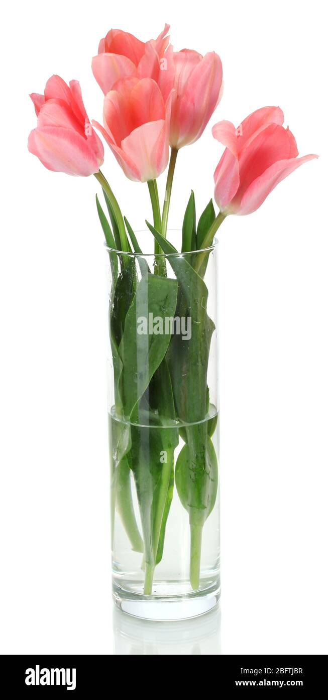 beautiful pink tulips in glass vase isolated on white Stock Photo - Alamy