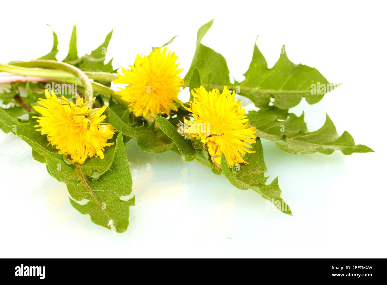 dandelion flowers and leaves isolated on white Stock Photo - Alamy