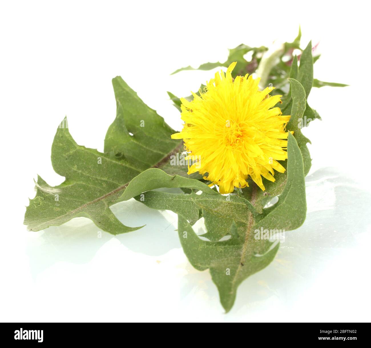 dandelion flower and leaves isolated on white Stock Photo - Alamy