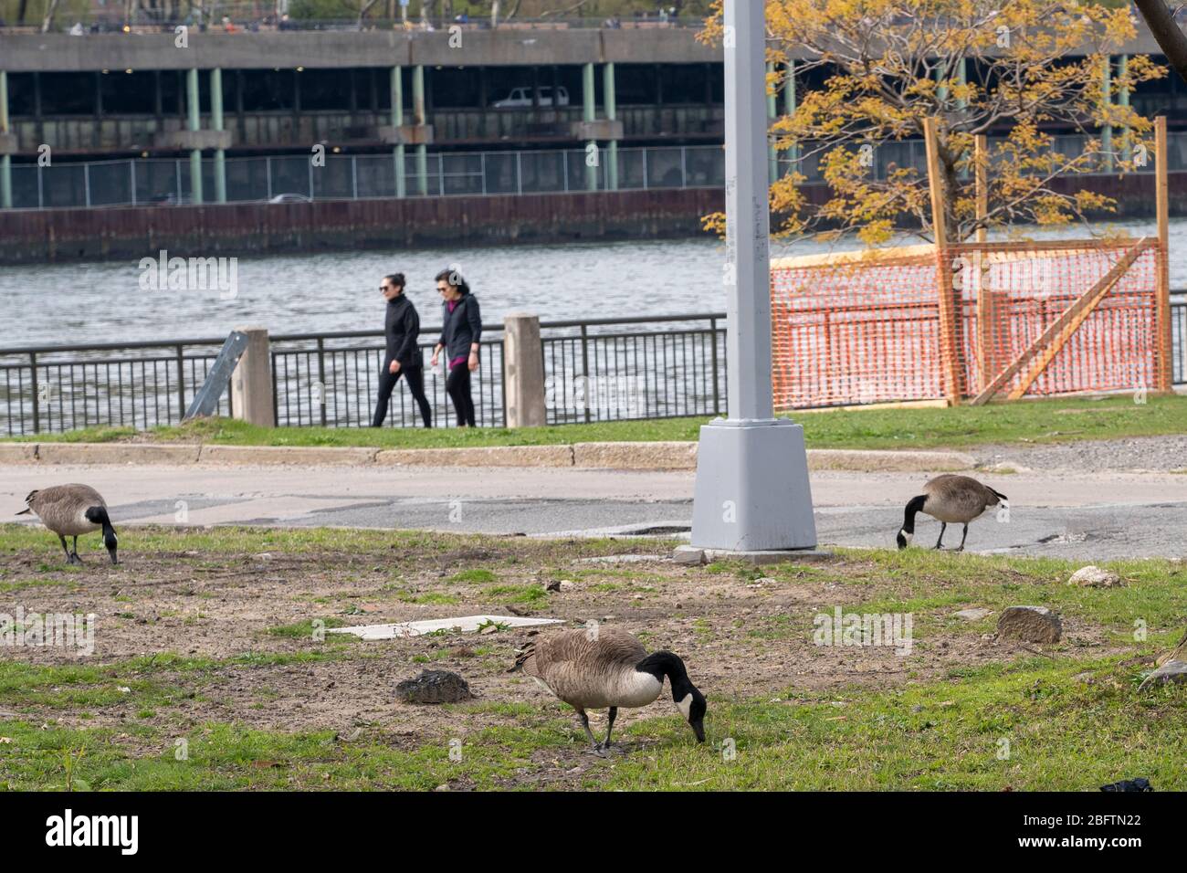 NEW YORK, NY - APRIL 19: Canadian geese graze outside the Coler Hospital campus on Roosevelt Island amid the coronavirus (covid-19) pandemic on April Stock Photo