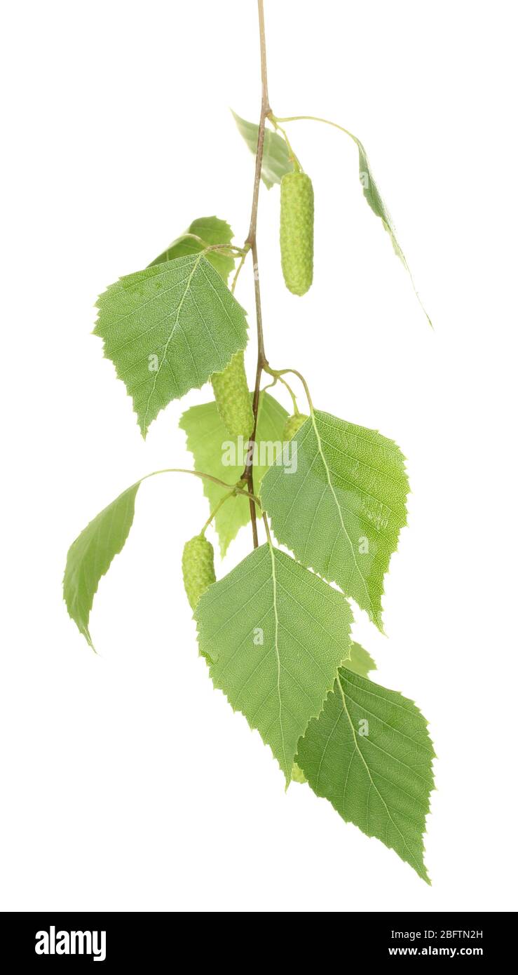 green birch leaves isolated on white Stock Photo - Alamy