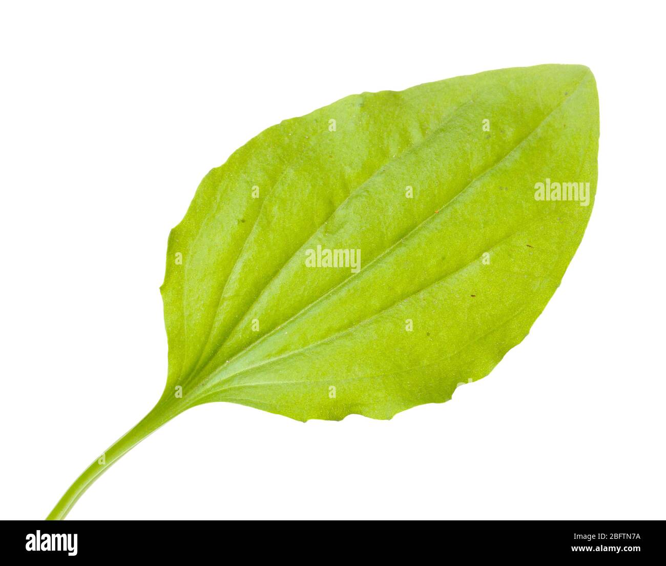 plantain leaf isolated on a white Stock Photo