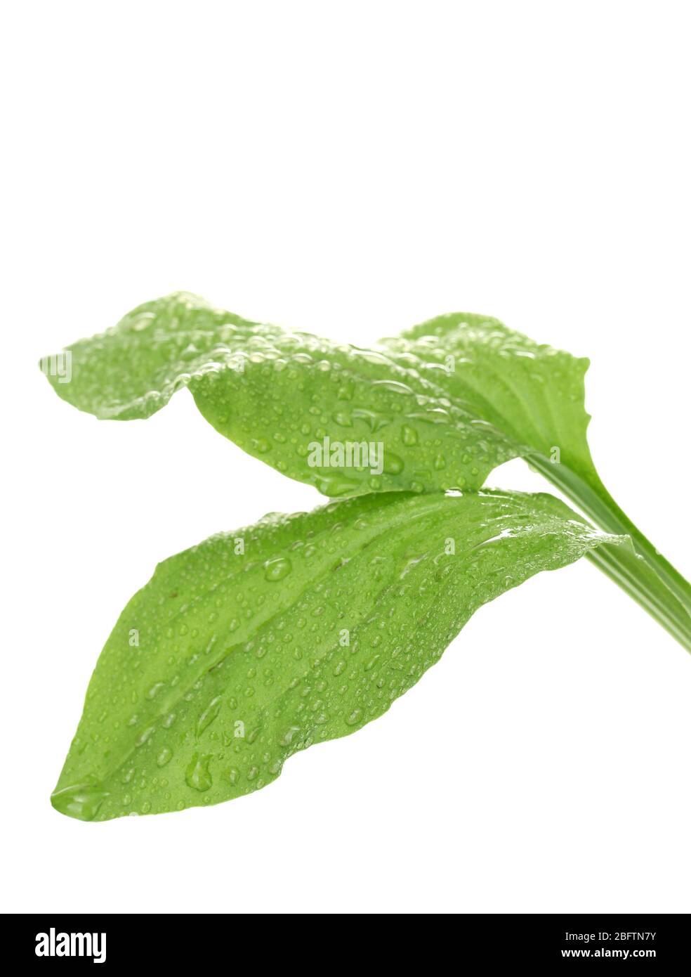 plantain leaves with drops  isolated on a white Stock Photo