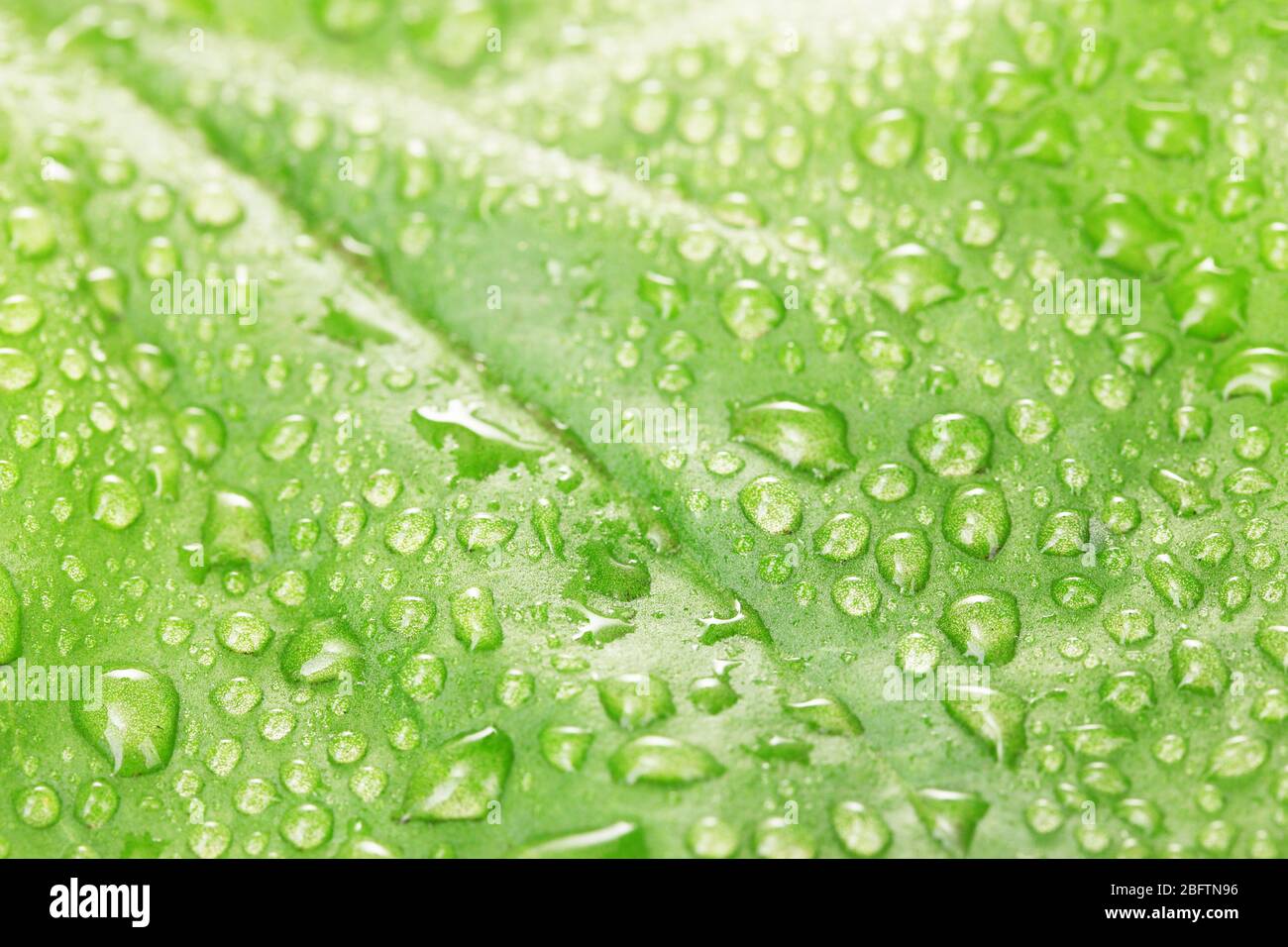 plantain leaf with drops close up Stock Photo