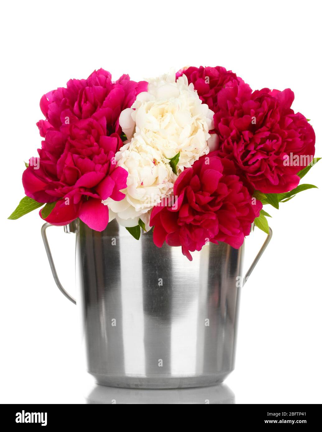 beautiful pink and white peonies in bucket isolated on white Stock ...