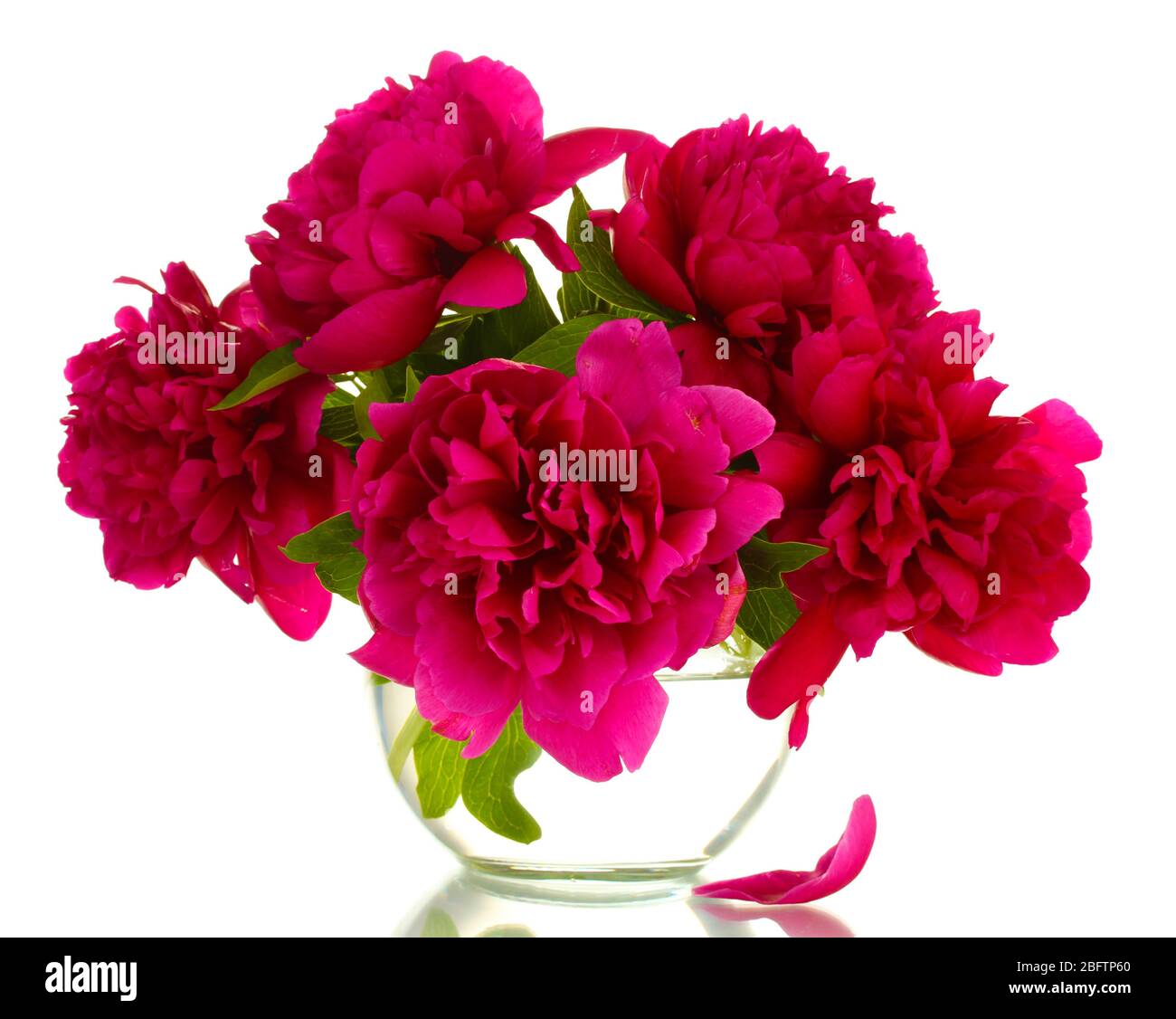 beautiful pink peonies in glass vase isolated on white Stock Photo Alamy