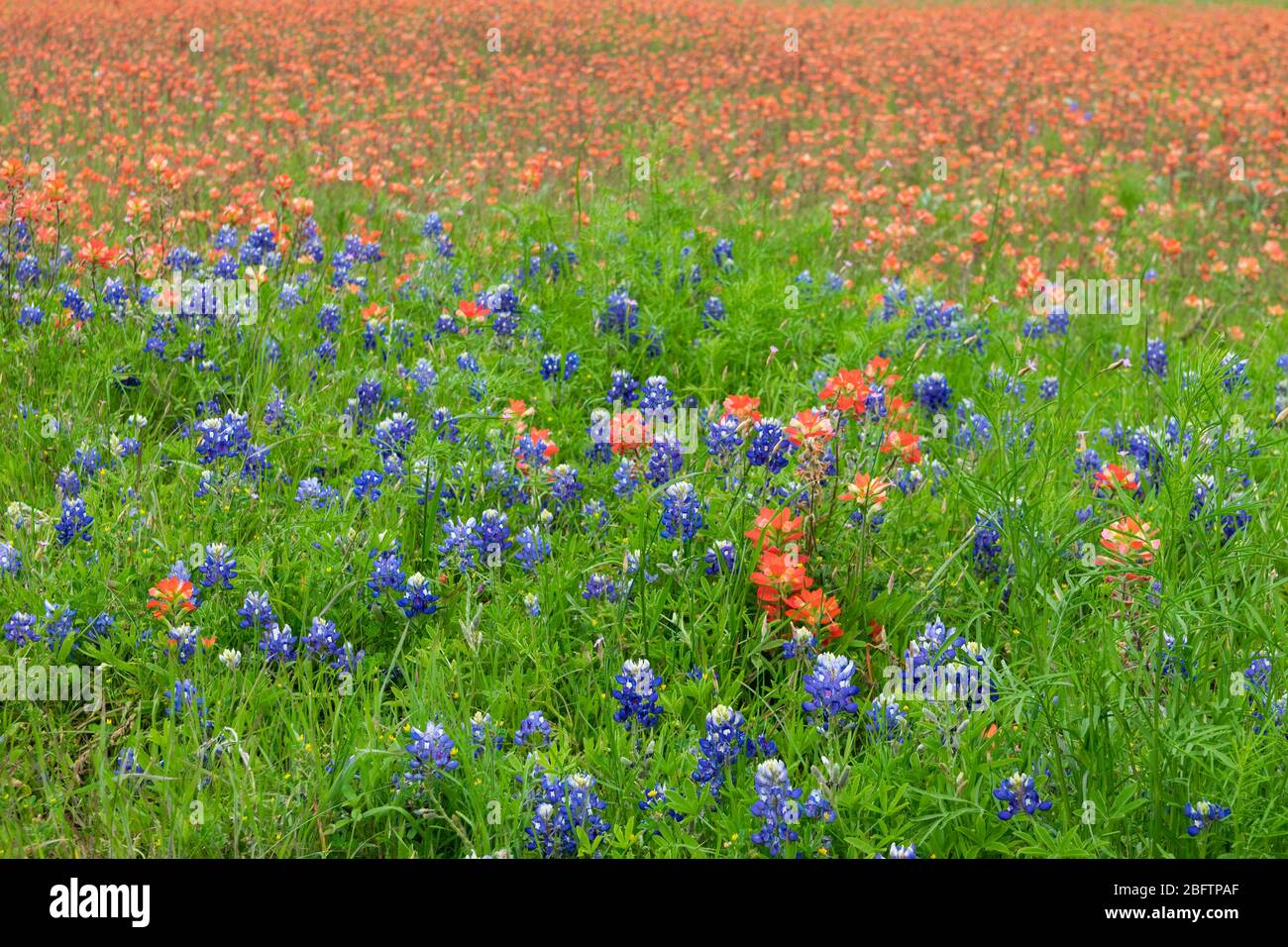 Beautiful Texas Bluebonnet flowers growing in a patch of grass with a vibrant, orange blanket of Indian Paintbrush flowers filling the background. Stock Photo
