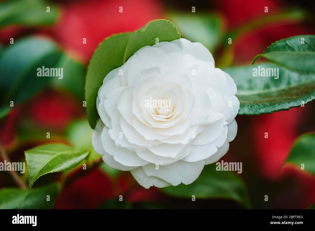 Japanese camellia (camellia japonica), variety morning glow, bloom