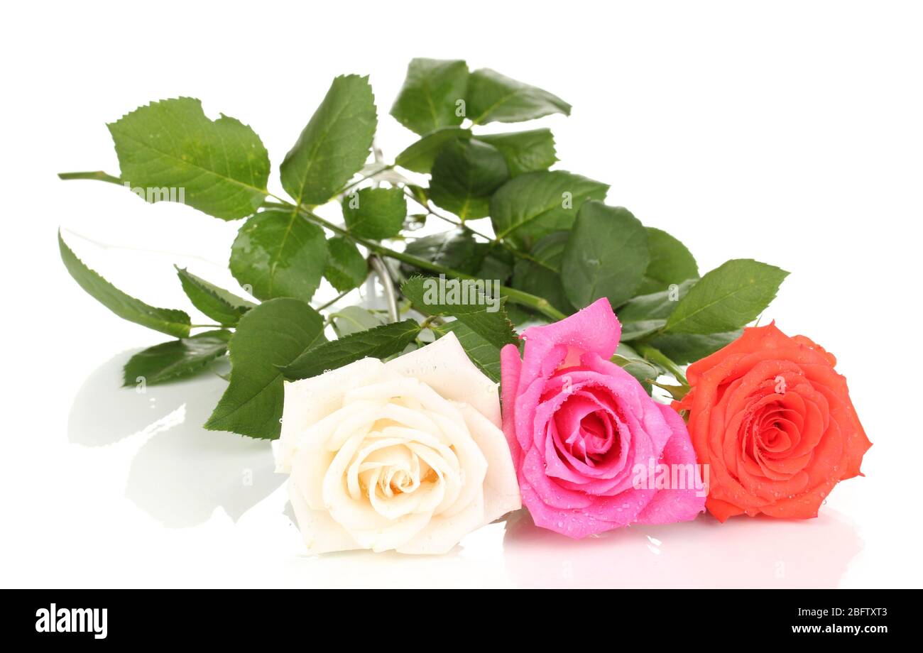 Beautiful roses isolated on white Stock Photo - Alamy