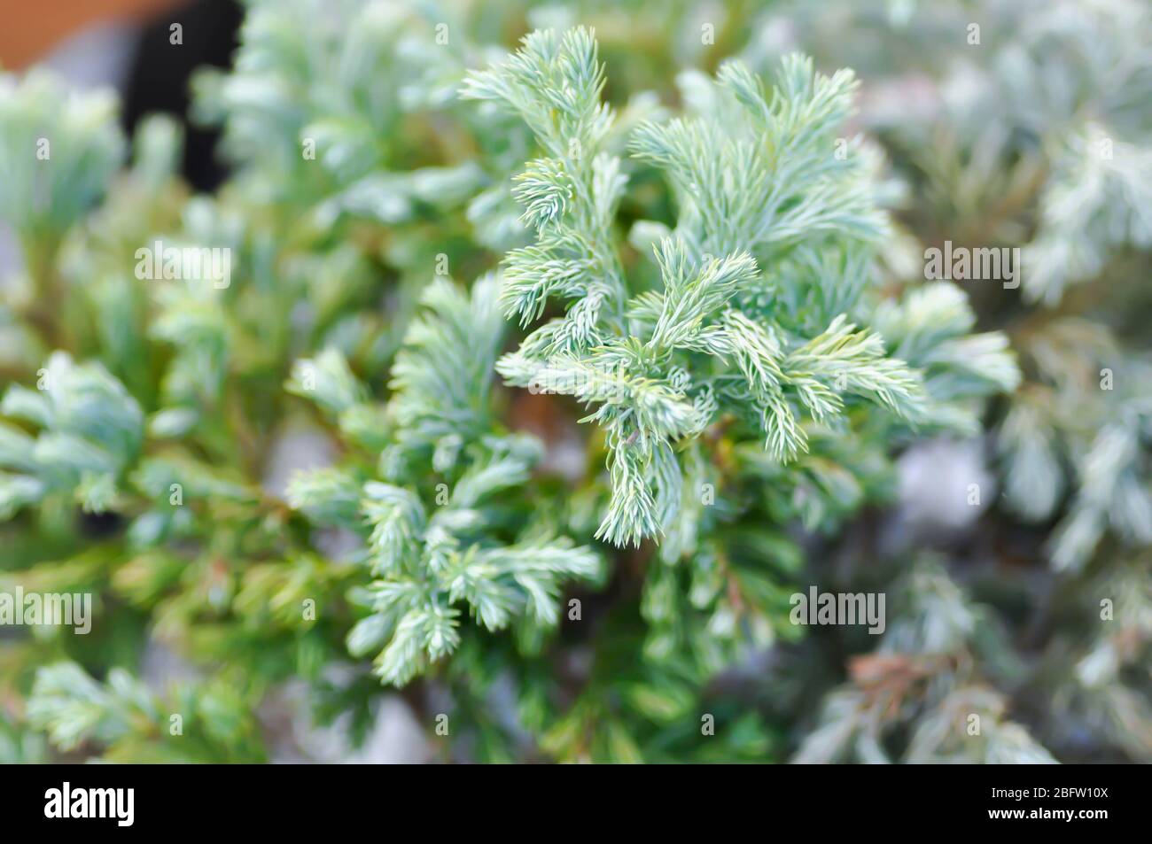 Juniperus squamata ,blue star or pine tree Stock Photo