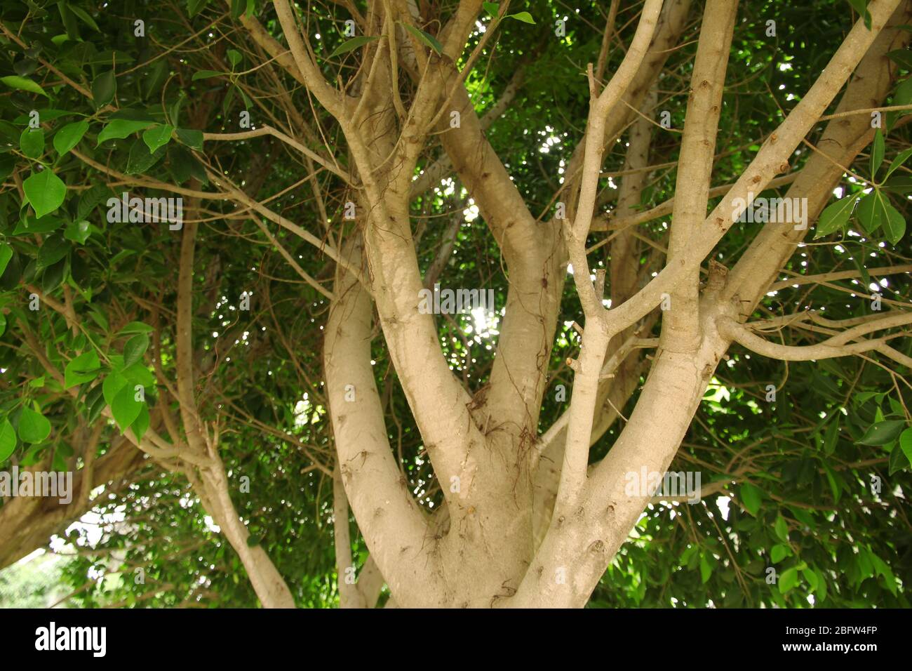 Upper branches of tree closeup Stock Photo Alamy