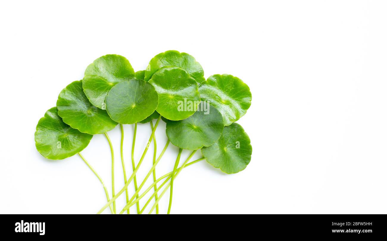 Centella asiatica leaves on white background. Copy space Stock Photo