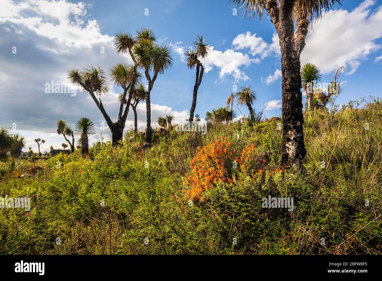 Indian paintbrush and yucca cactus near La Cantona Ruins in Puebla