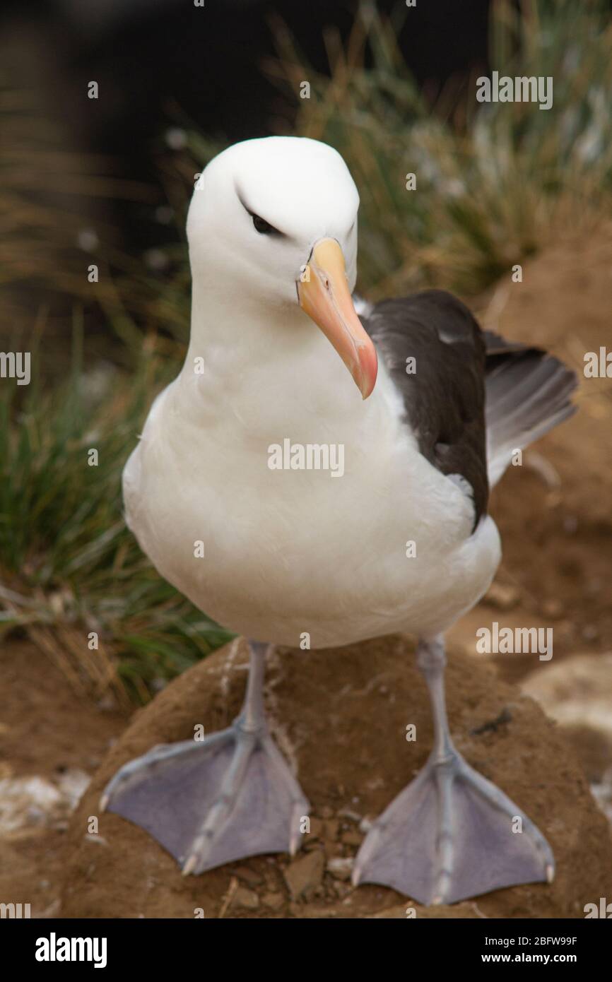 Over 70% of the global population of the the black-browed albatross ...