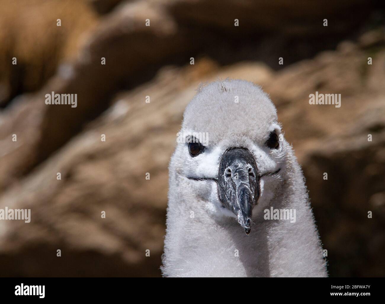 Over 70% of the global population of the the black-browed albatross ...