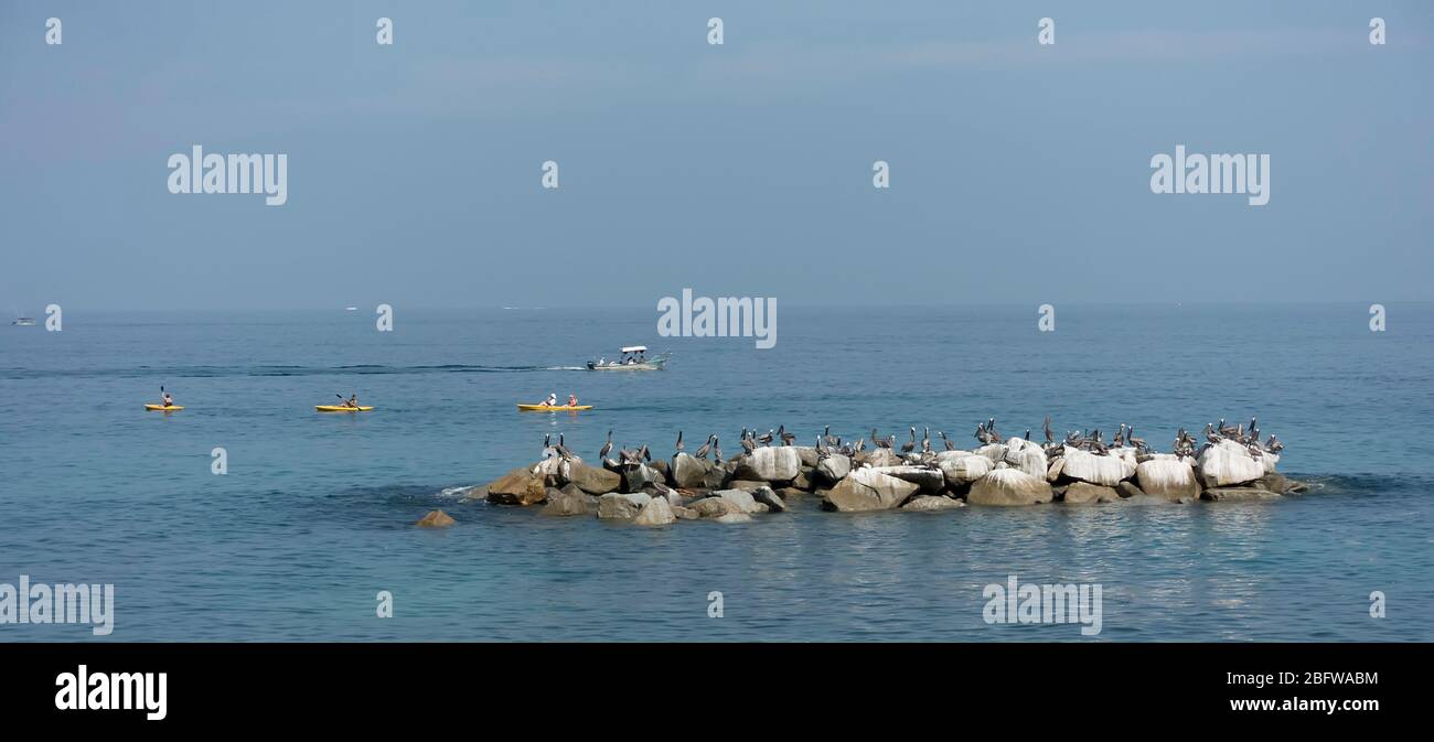 Pelicans and boaters Puerto Vallarta, Jalisco, Mexico Stock Photo
