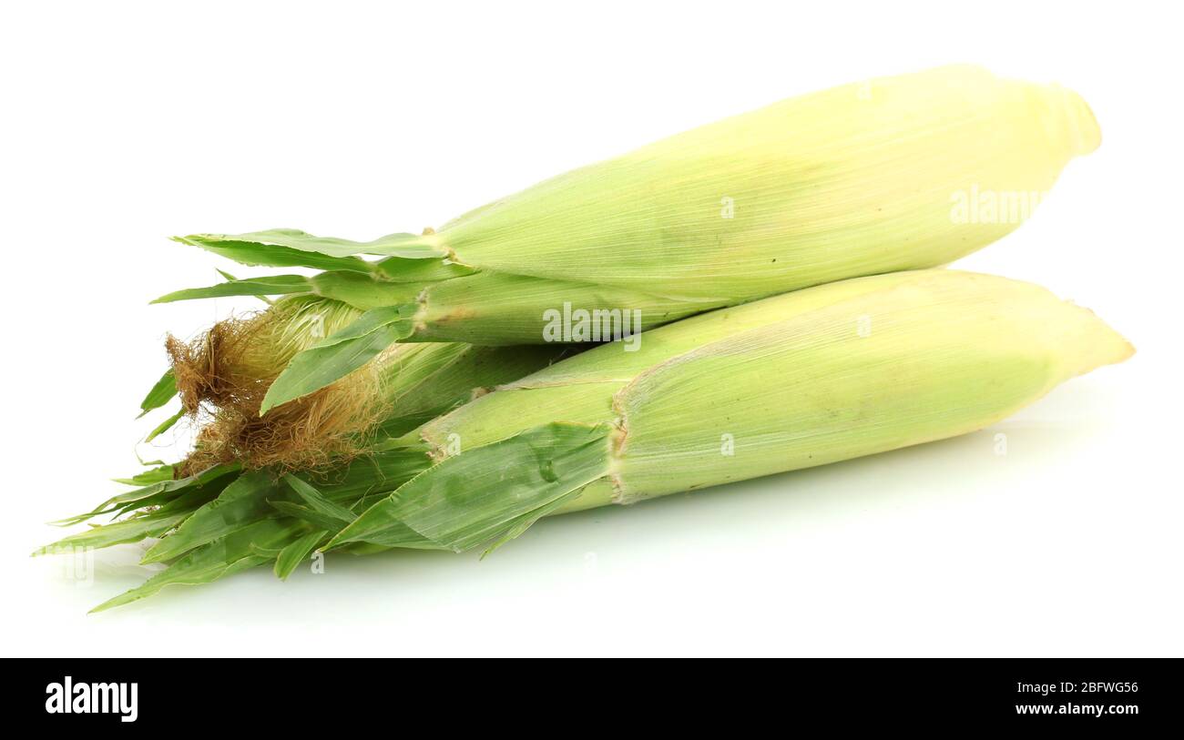 fresh corn isolated on white Stock Photo