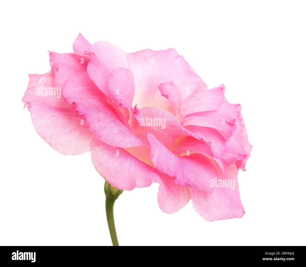 pink eustoma isolated on white Stock Photo - Alamy