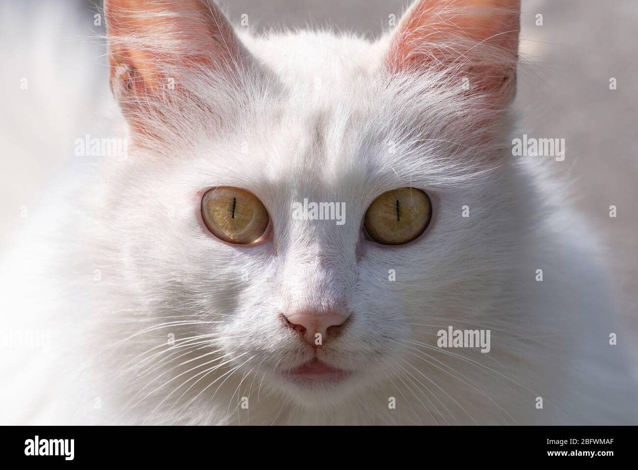 Cute white cat face, portrait Stock Photo - Alamy