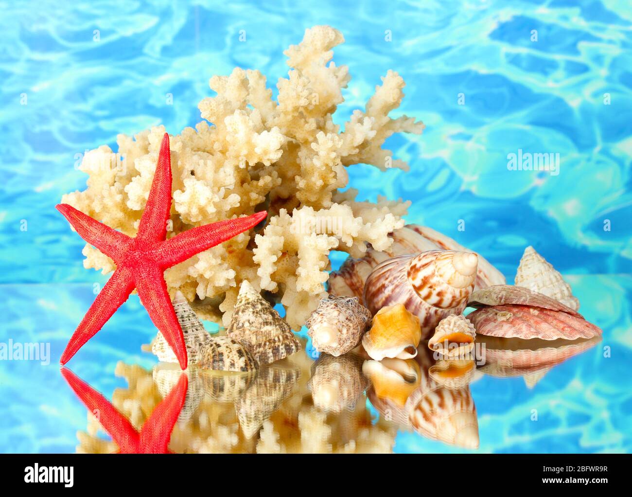 Sea coral with shells on water background close-up Stock Photo - Alamy