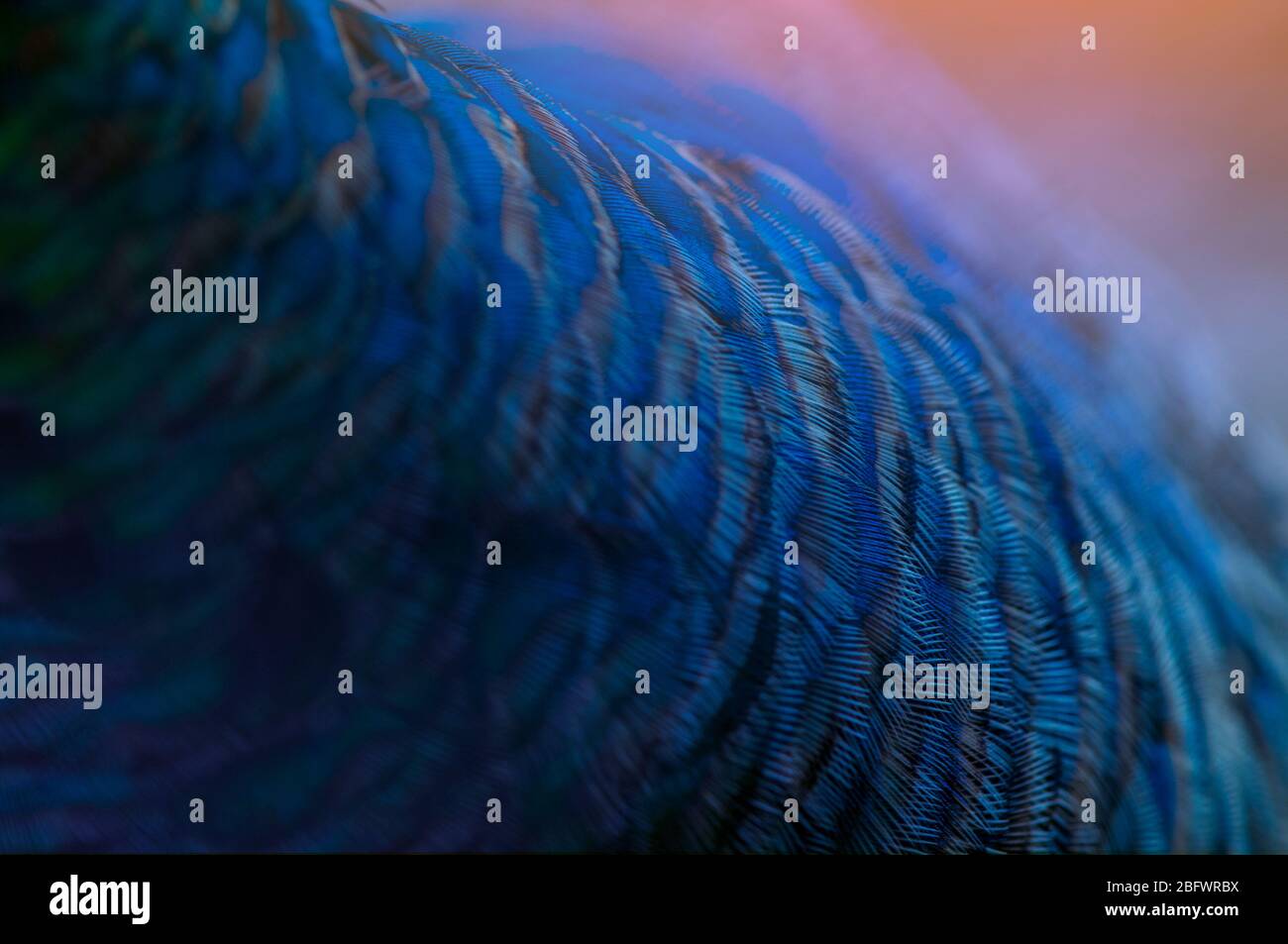 Close up peacock feather hires stock photography and images Alamy