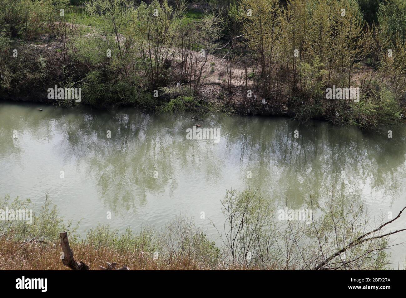 Benevento - Oca del Nilo nel fiume Calore Stock Photo