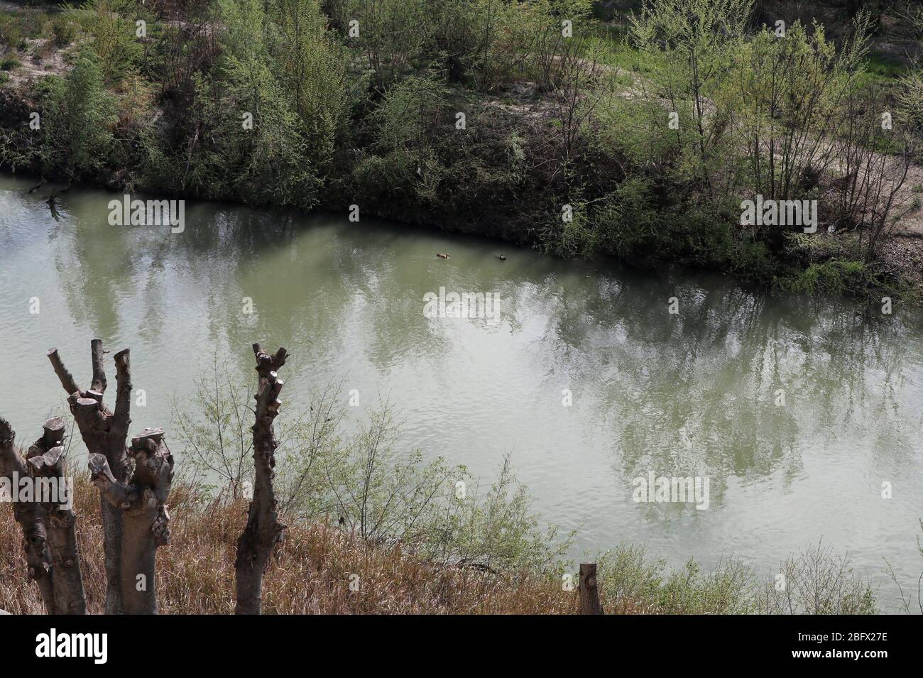 Benevento - Oca del Nilo nel fiume Stock Photo